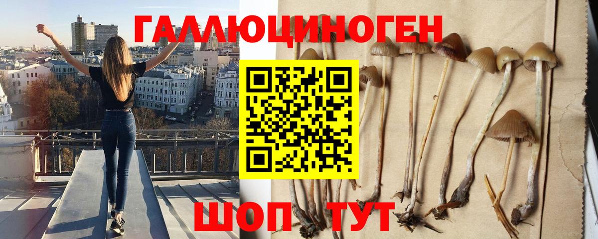 Псилоцибиновые грибы Psilocybe Дзержинский